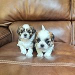 AKC MALE, a male Shih Tzu for sale in Cumming, GA – Photo 3 of 4