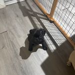 Velma, a female Pug for sale in Bellingham, WA – Photo 9 of 9