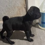 Velma, a female Pug for sale in Bellingham, WA – Photo 2 of 9