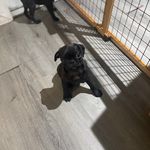 Velma, a female Pug for sale in Bellingham, WA – Photo 7 of 9