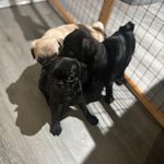 Velma, a female Pug for sale in Bellingham, WA – Photo 6 of 9