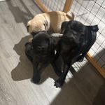 Velma, a female Pug for sale in Bellingham, WA – Photo 4 of 9