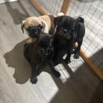 Velma, a female Pug for sale in Bellingham, WA – Photo 1 of 9
