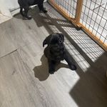 Velma, a female Pug for sale in Bellingham, WA – Photo 5 of 9