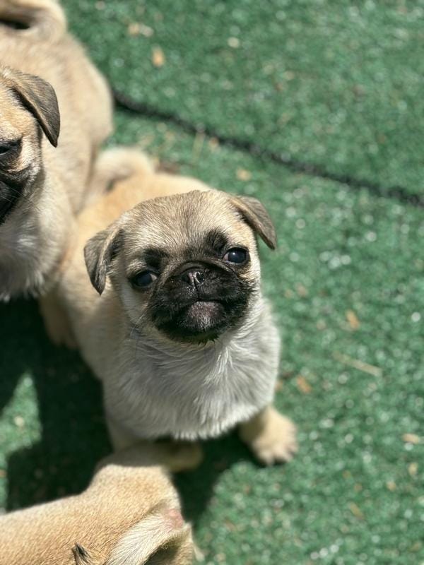 Snow White- Teddy bear pug