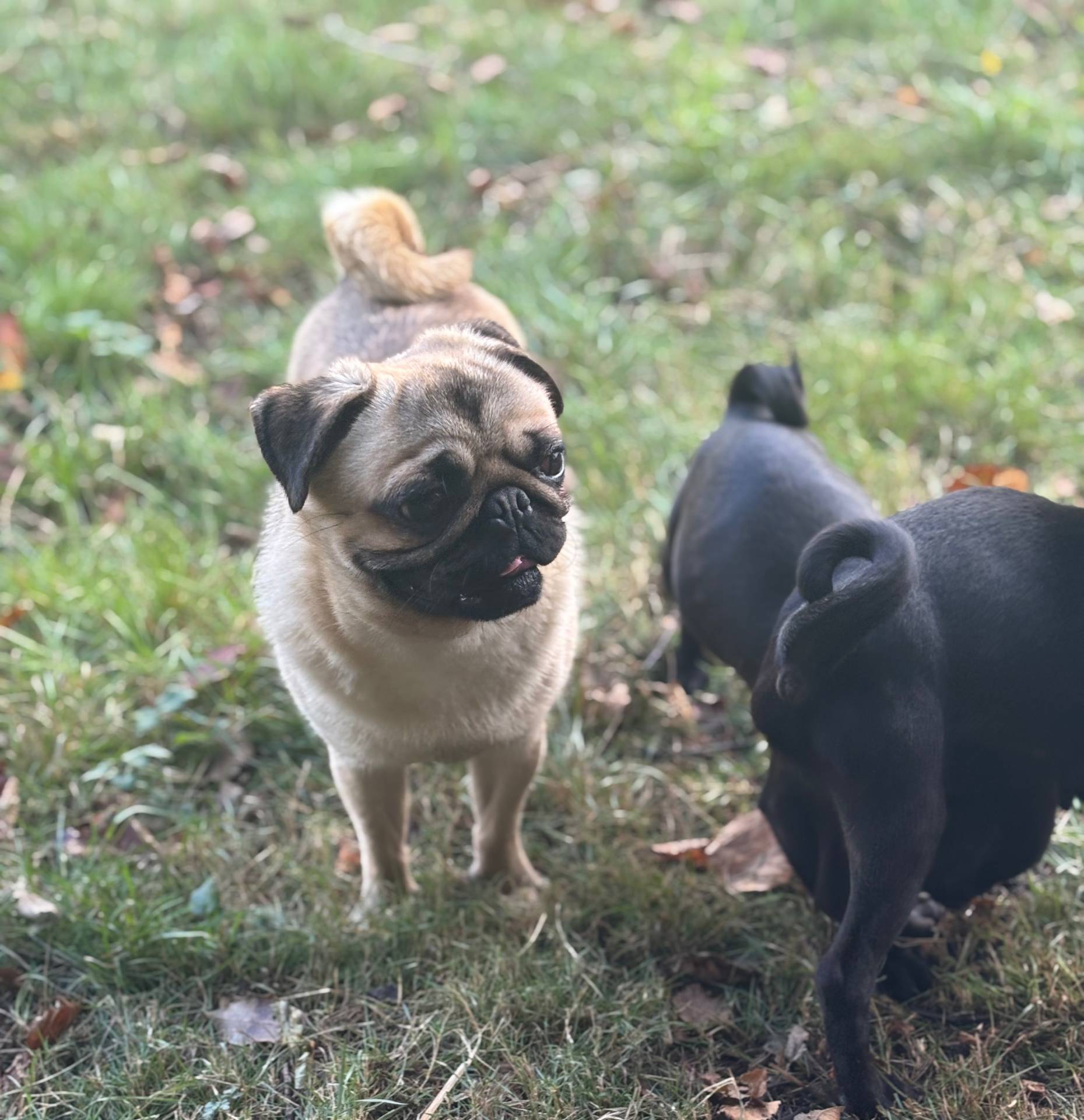 Jimmy, a male Pug for sale in Bellingham, WA – Photo 5 of 8