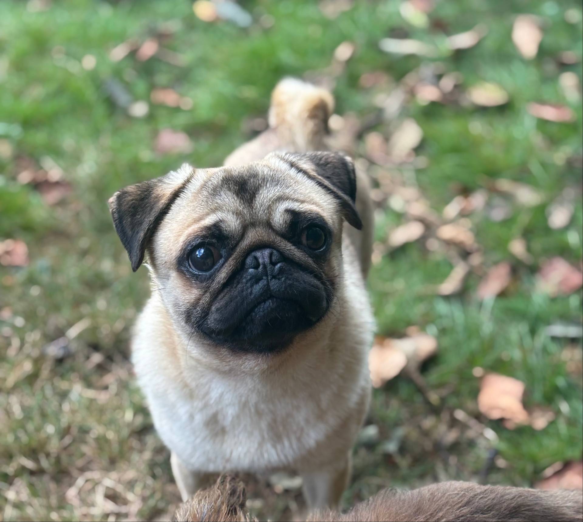 Jimmy, a male Pug for sale in Bellingham, WA – Photo 4 of 8