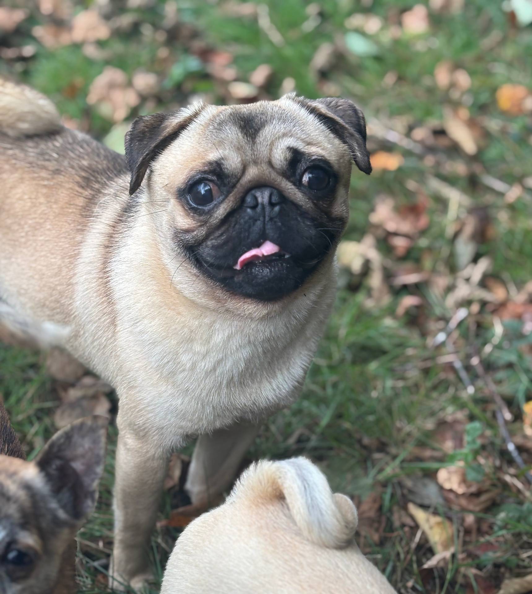 Jimmy, a male Pug for sale in Bellingham, WA – Photo 3 of 8