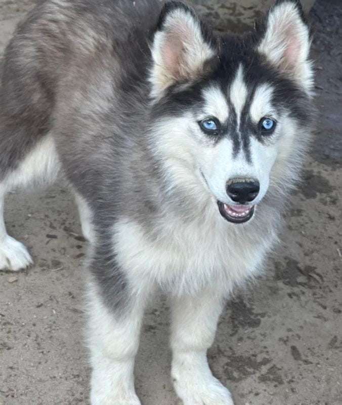 Dahlia Blk & white girl nc