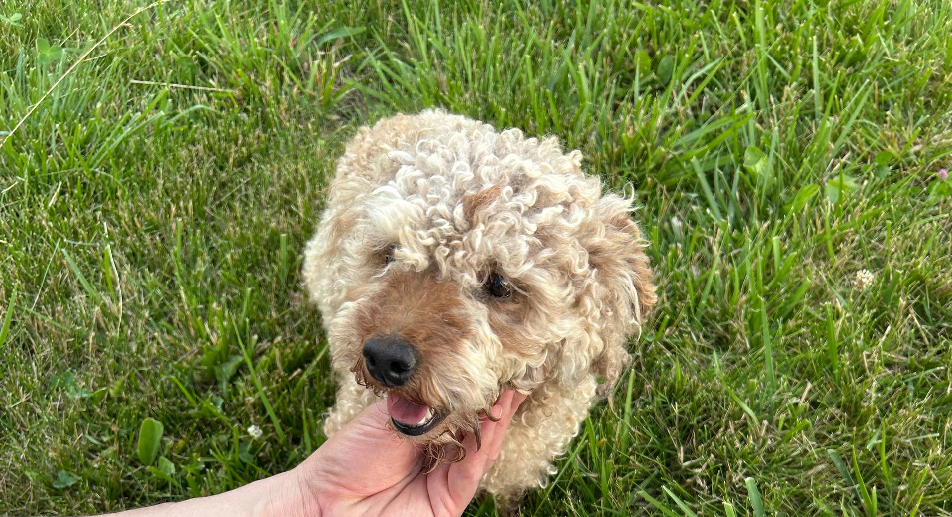 Winter 2026, a  Cavapoo for sale in Bloomfield, IA – Photo 9 of 9