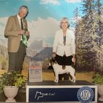 Hold AKC  Ch Sired (Jaxson), a male Jack Russell Terrier for sale in Mount Gilead, NC – Photo 8 of 8