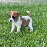 Hold AKC  Ch Sired (Jaxson), a male Jack Russell Terrier for sale in Mount Gilead, NC – Photo 1 of 8
