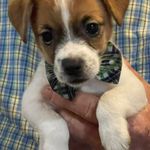 Hold AKC  Ch Sired (Jaxson), a male Jack Russell Terrier for sale in Mount Gilead, NC – Photo 5 of 8
