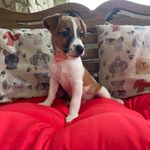 Hold AKC  Ch Sired (Jaxson), a male Jack Russell Terrier for sale in Mount Gilead, NC – Photo 4 of 8