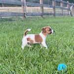 Hold AKC  Ch Sired (Jaxson), a male Jack Russell Terrier for sale in Mount Gilead, NC – Photo 2 of 8