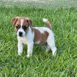 Hold AKC  Ch Sired (Jaxson), a male Jack Russell Terrier for sale in Mount Gilead, NC – Photo 3 of 8