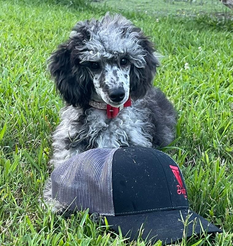 AKC Reg CH. Pedigree On Hold