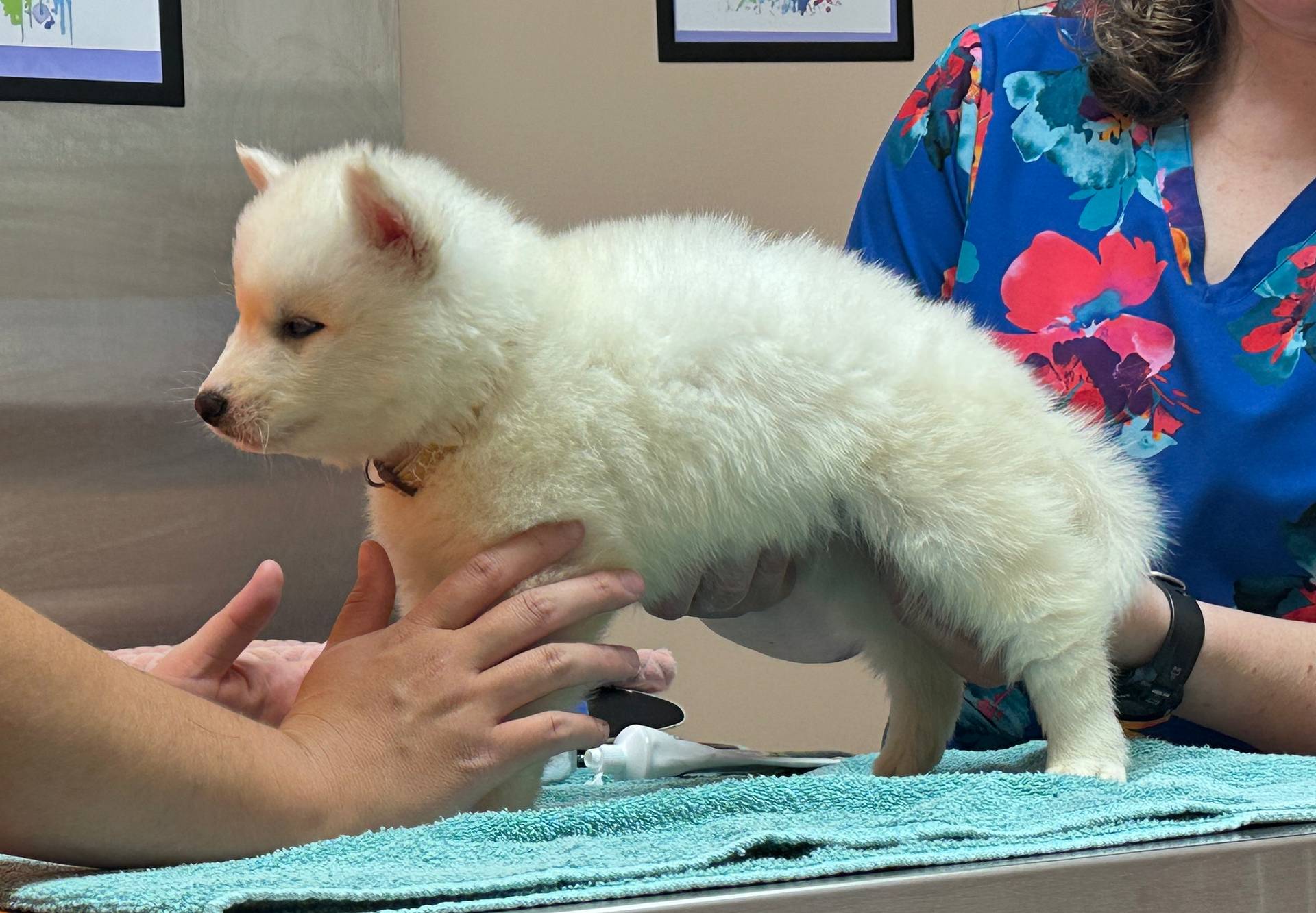 AKC Triton, a male Siberian Husky for sale in Centreville, MD – Photo 3 of 10