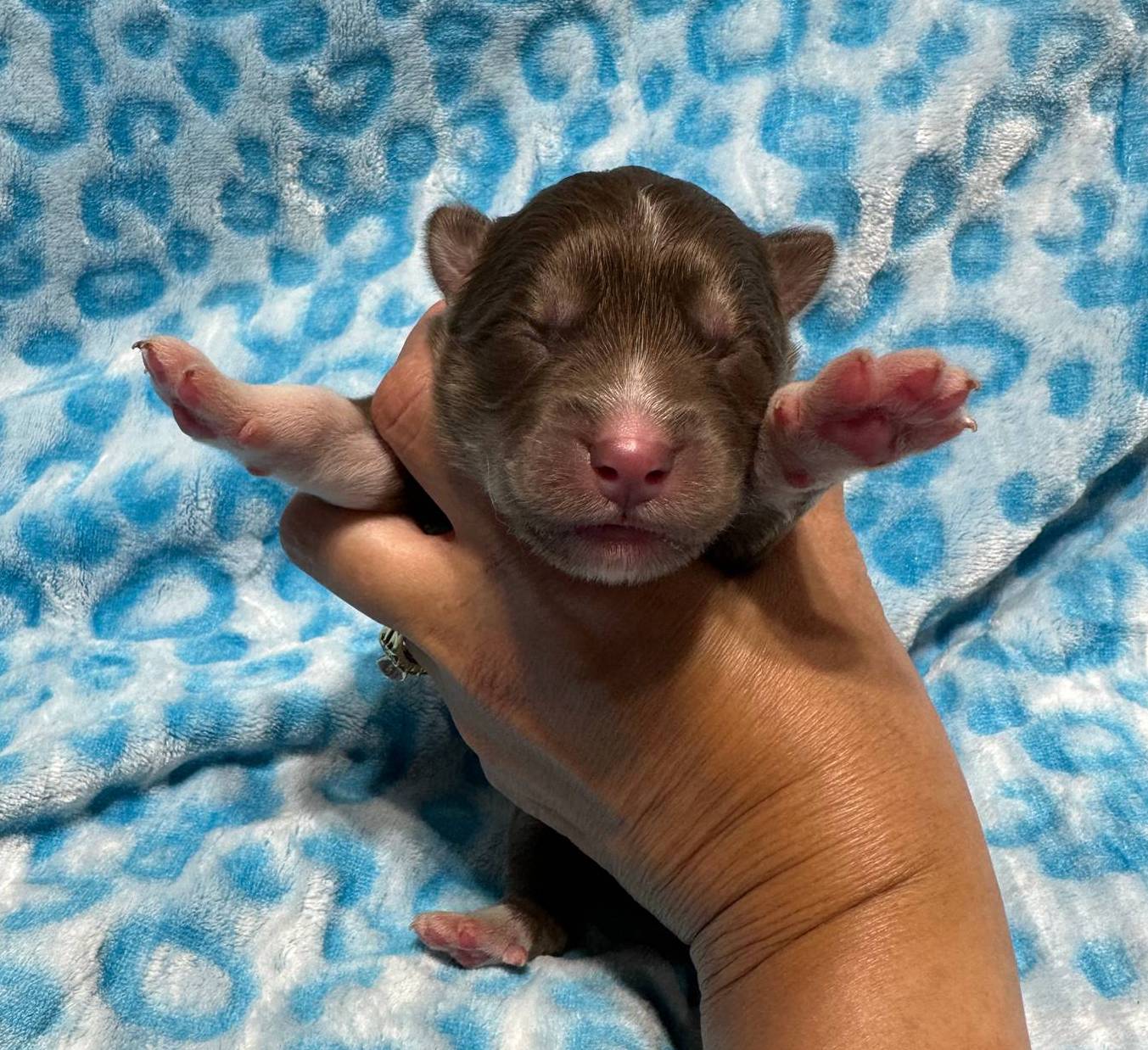 Espresso, a male Siberian Husky for sale in Centreville, MD – Photo 2 of 4