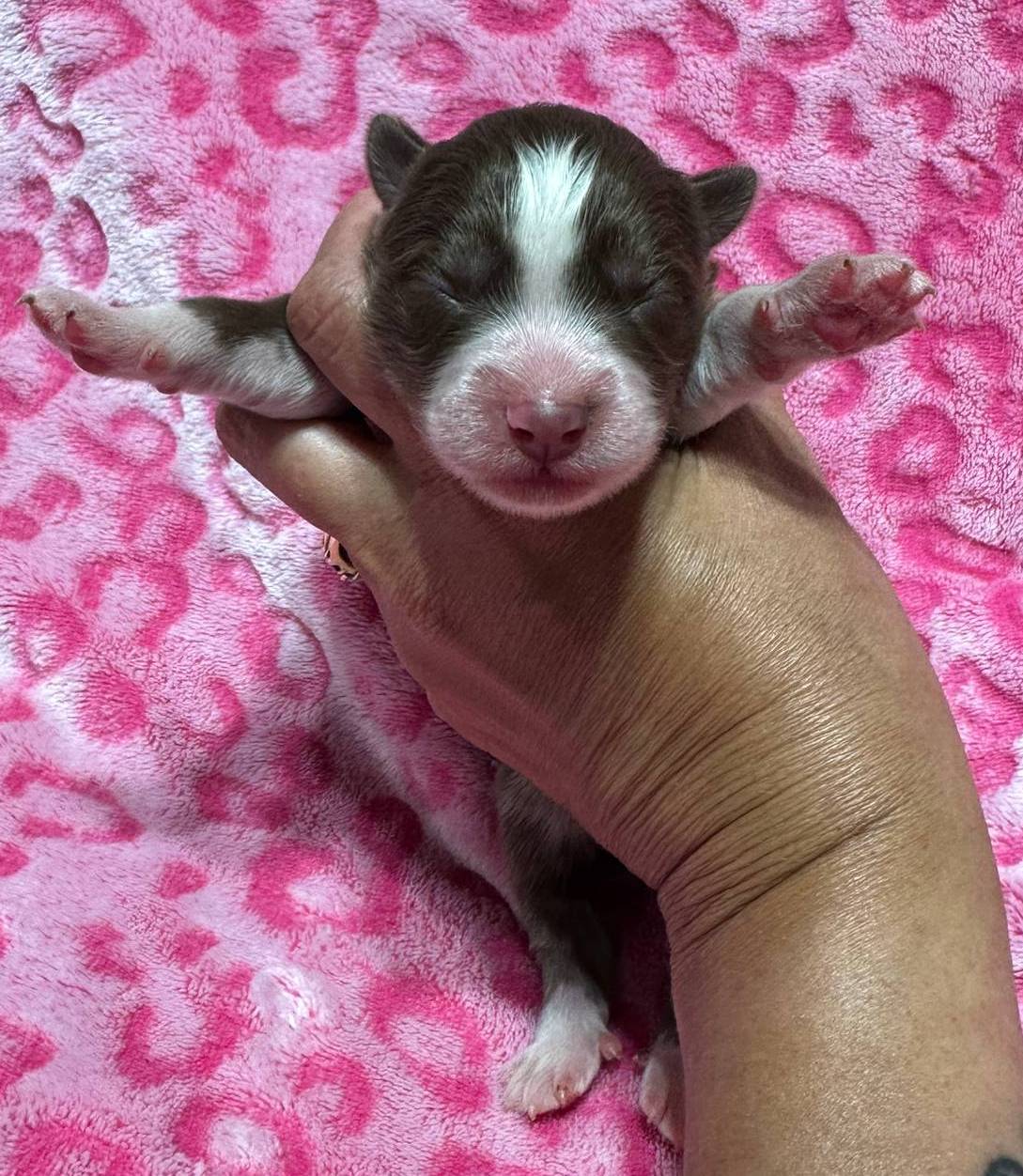 AKC Macchiato, a female Siberian Husky for sale in Centreville, MD – Photo 10 of 10