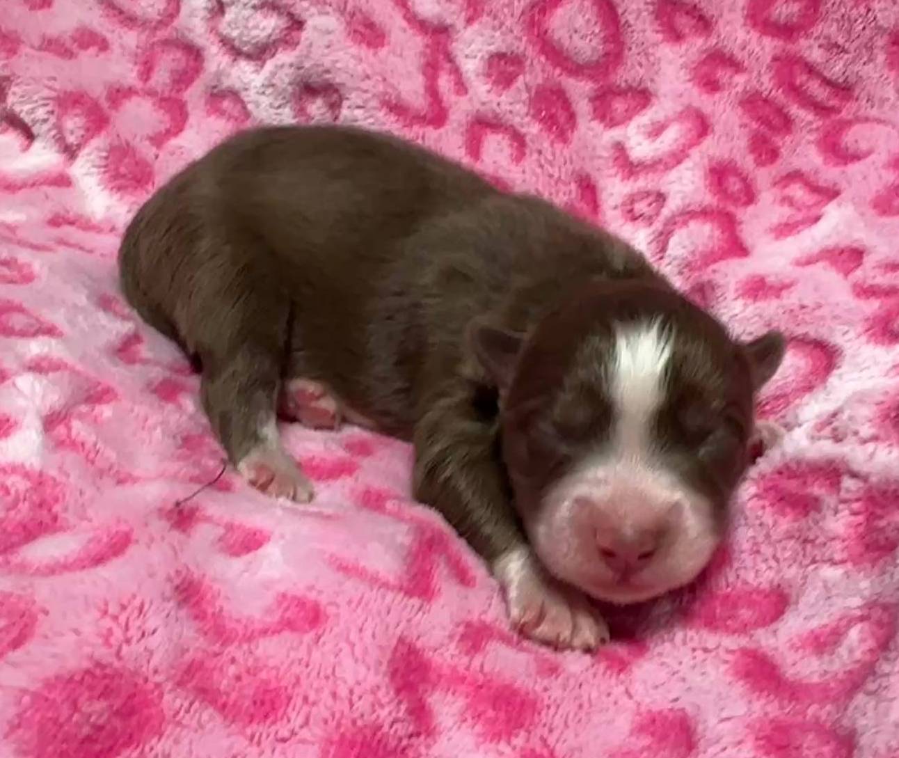 AKC Macchiato, a female Siberian Husky for sale in Centreville, MD – Photo 9 of 10