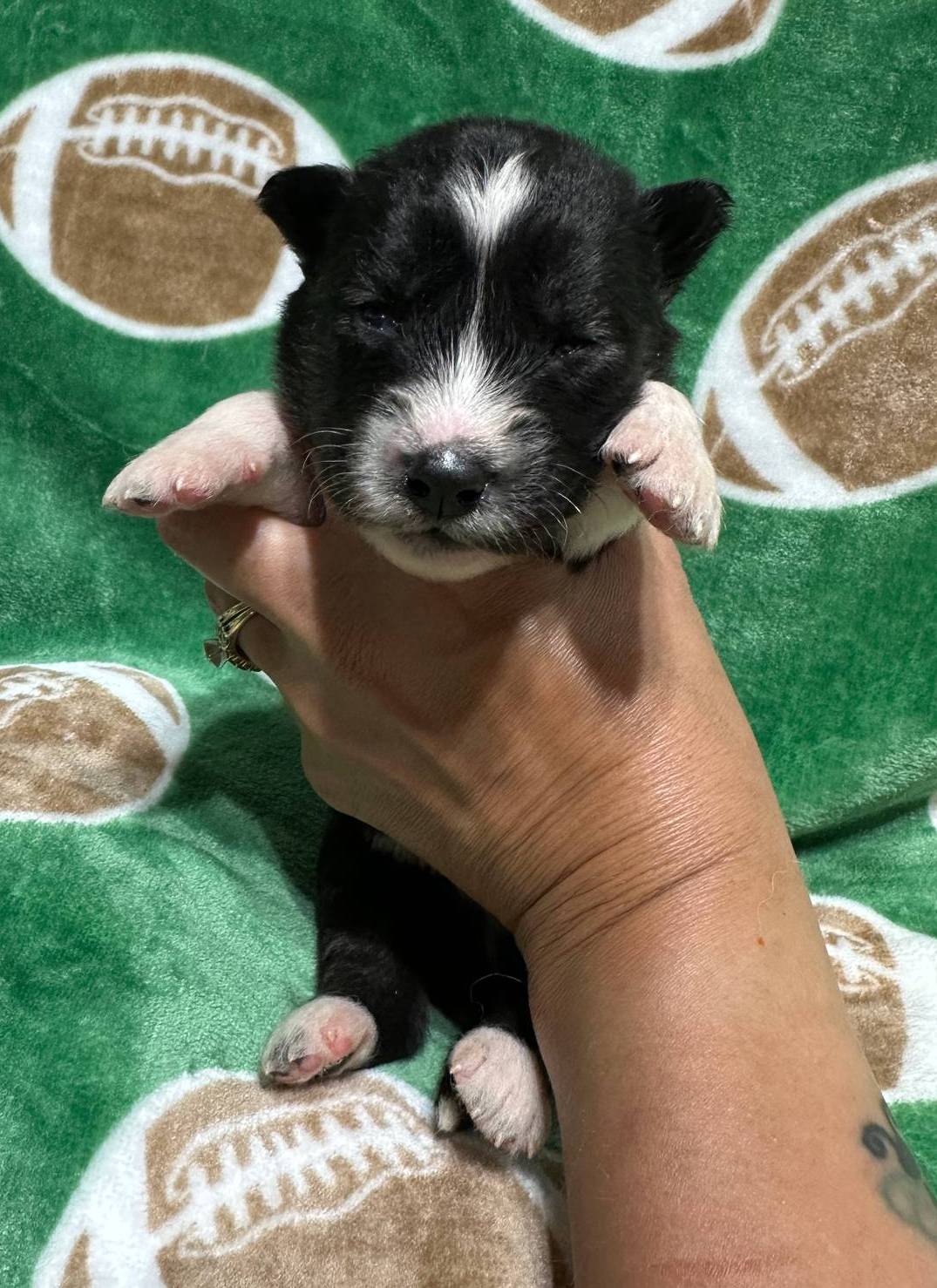 AKC Twilight, a male Siberian Husky for sale in Centreville, MD – Photo 5 of 7
