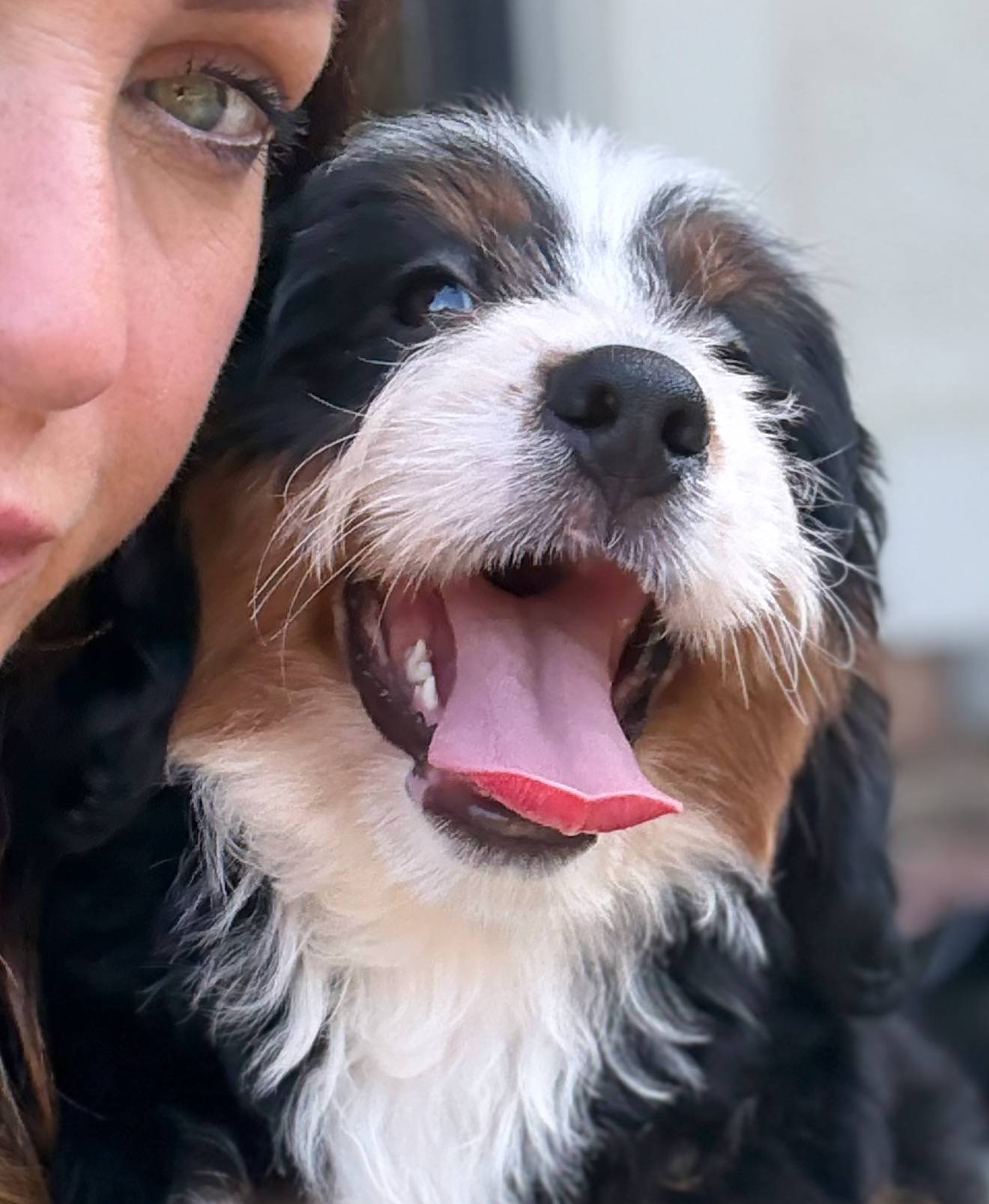 Coco, a female Bernedoodle for sale in West Berlin, NJ – Photo 2 of 2