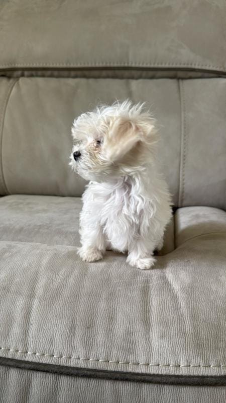 Vico – Maltese puppy for sale in Galloway Township, NJ
