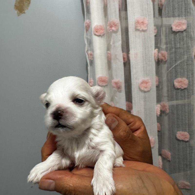 jacob – Maltese puppy for sale in Galloway Township, NJ