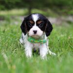 Poppy, a male Cavalier King Charles Spaniel for sale in Fredericksburg, OH – Photo 1 of 4