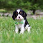 Poppy, a male Cavalier King Charles Spaniel for sale in Fredericksburg, OH – Photo 3 of 4