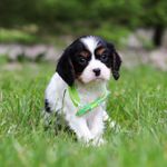 Poppy, a male Cavalier King Charles Spaniel for sale in Fredericksburg, OH – Photo 2 of 4