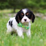Poppy, a male Cavalier King Charles Spaniel for sale in Fredericksburg, OH – Photo 4 of 4