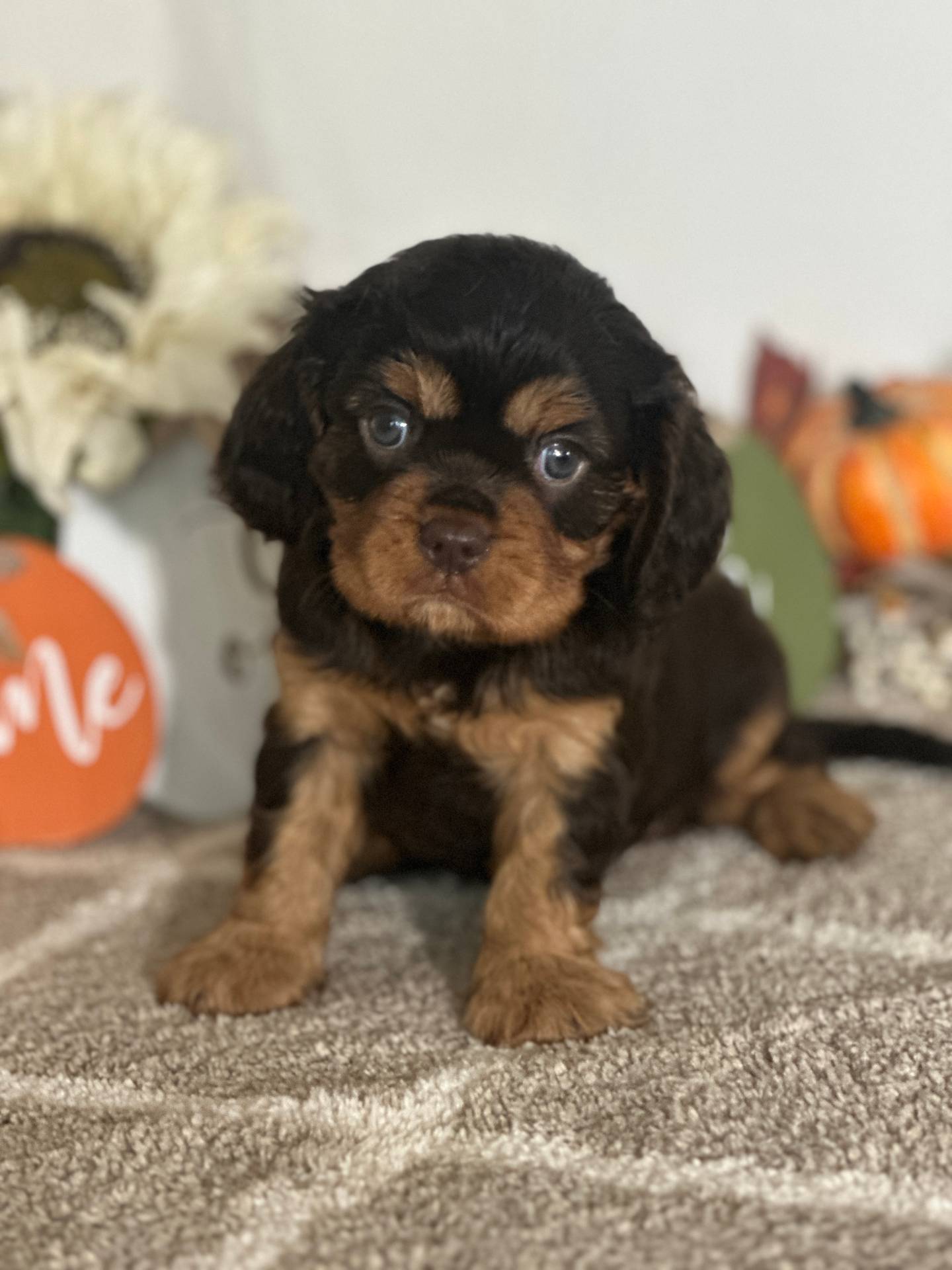 f9caf3b6-4613-486a-9f69-bb9a0ba3d17f/listing/e9b6d343-08ce-403d-9171-fac57edd11fa/e74b2cf9-21c3-42d6-ab4d-e6585f5a9ce6