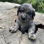 Blue eye Sky #2, a male Australian Shepherd and Golden Retriever for sale in McDonald, TN – Photo 3 of 10