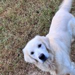 Blue eye Sky #2, a male Australian Shepherd and Golden Retriever for sale in McDonald, TN – Photo 10 of 10
