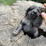 Blue eye Sky #2, a male Australian Shepherd and Golden Retriever for sale in McDonald, TN – Photo 7 of 10