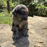 Blue eye Sky #2, a male Australian Shepherd and Golden Retriever for sale in McDonald, TN – Photo 5 of 10