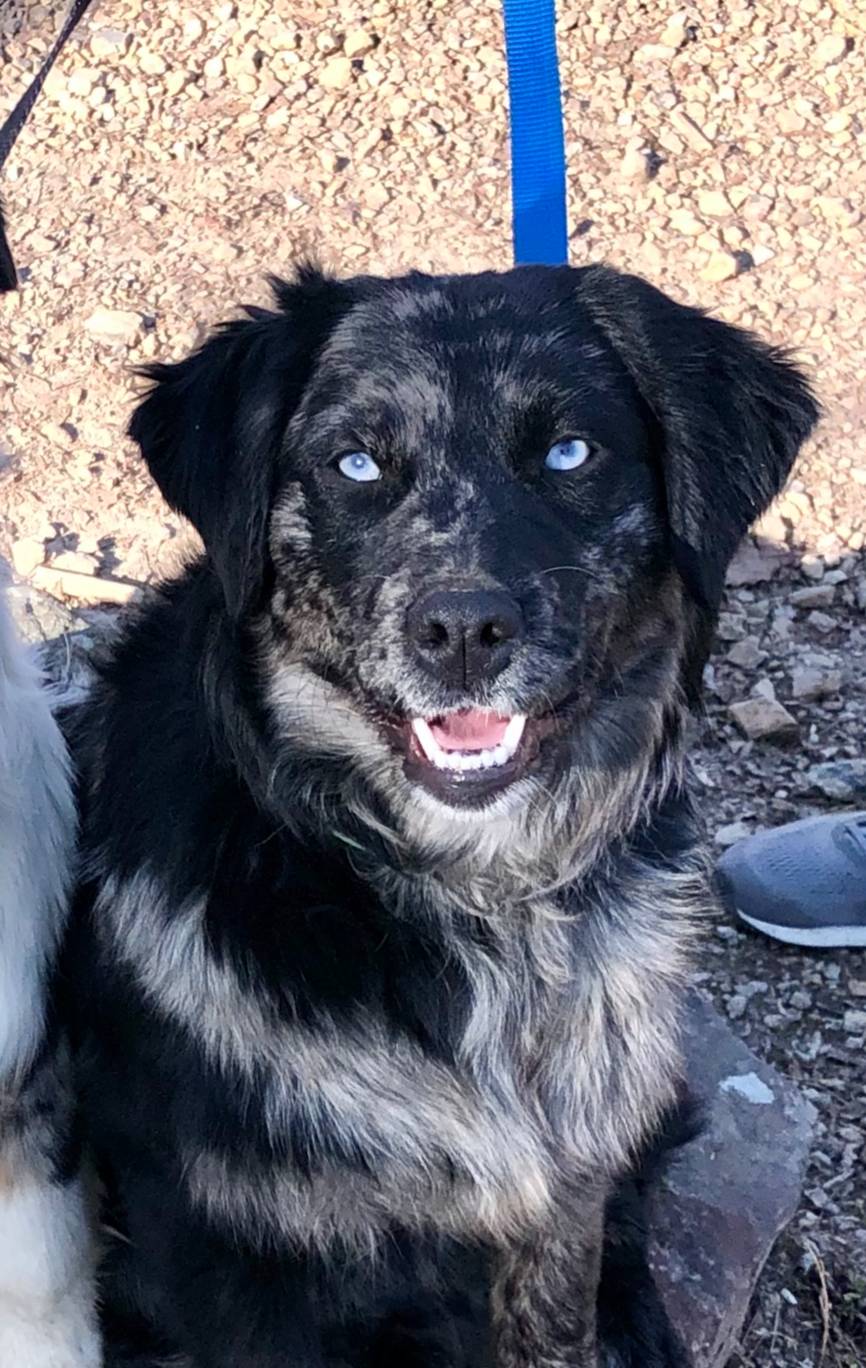 Blue eye Sky #2, a male Australian Shepherd and Golden Retriever for sale in McDonald, TN – Photo 9 of 10