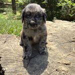 Blue eye Sky #2, a male Australian Shepherd and Golden Retriever for sale in McDonald, TN – Photo 1 of 10