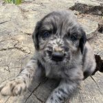Blue eye Sky #2, a male Australian Shepherd and Golden Retriever for sale in McDonald, TN – Photo 6 of 10