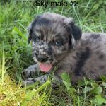 Blue eye Sky #2, a male Australian Shepherd and Golden Retriever for sale in McDonald, TN – Photo 2 of 10