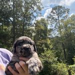 Blue eye Sky #2, a male Australian Shepherd and Golden Retriever for sale in McDonald, TN – Photo 4 of 10