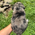 Blue eye Sky #2, a male Australian Shepherd and Golden Retriever for sale in McDonald, TN – Photo 8 of 10