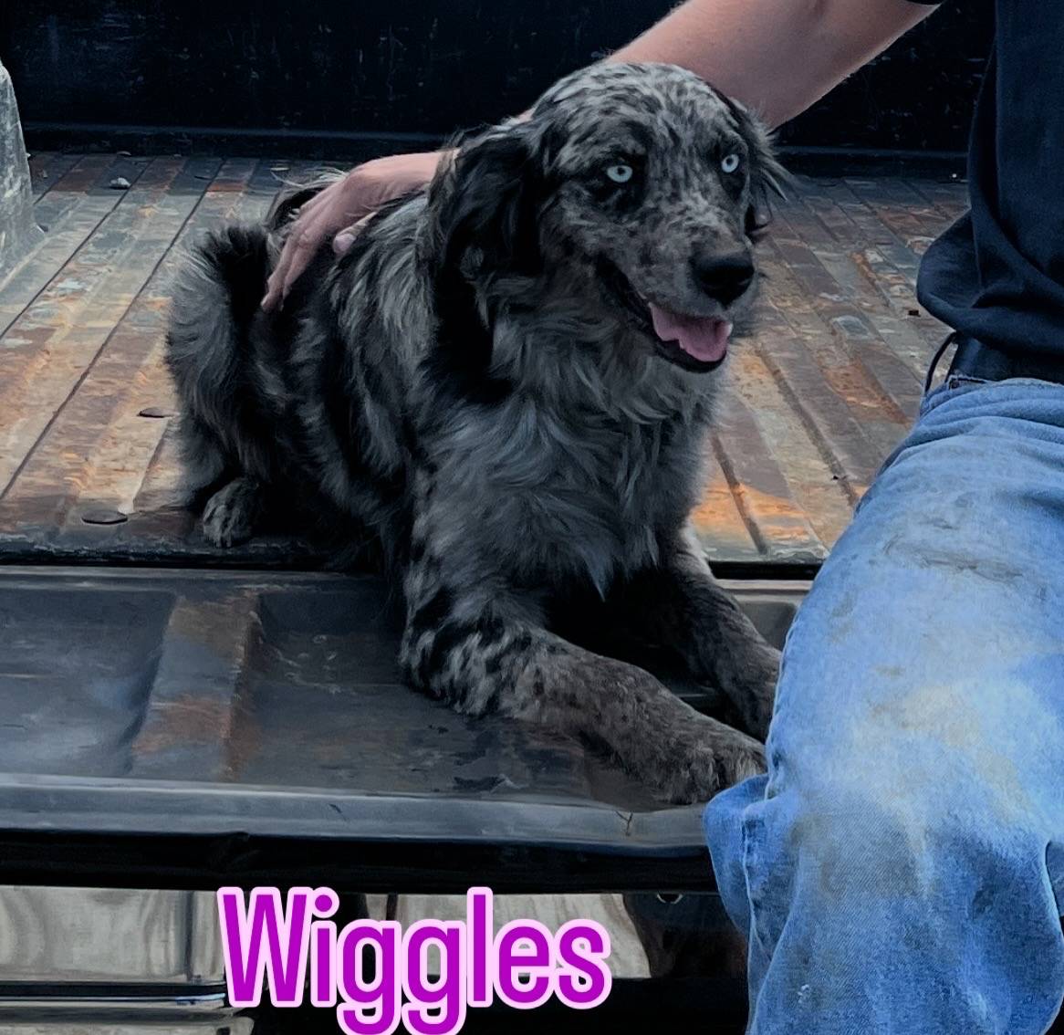 Male #3 Wig/Quig, a male Australian Shepherd and Golden Retriever for sale in McDonald, TN – Photo 5 of 5