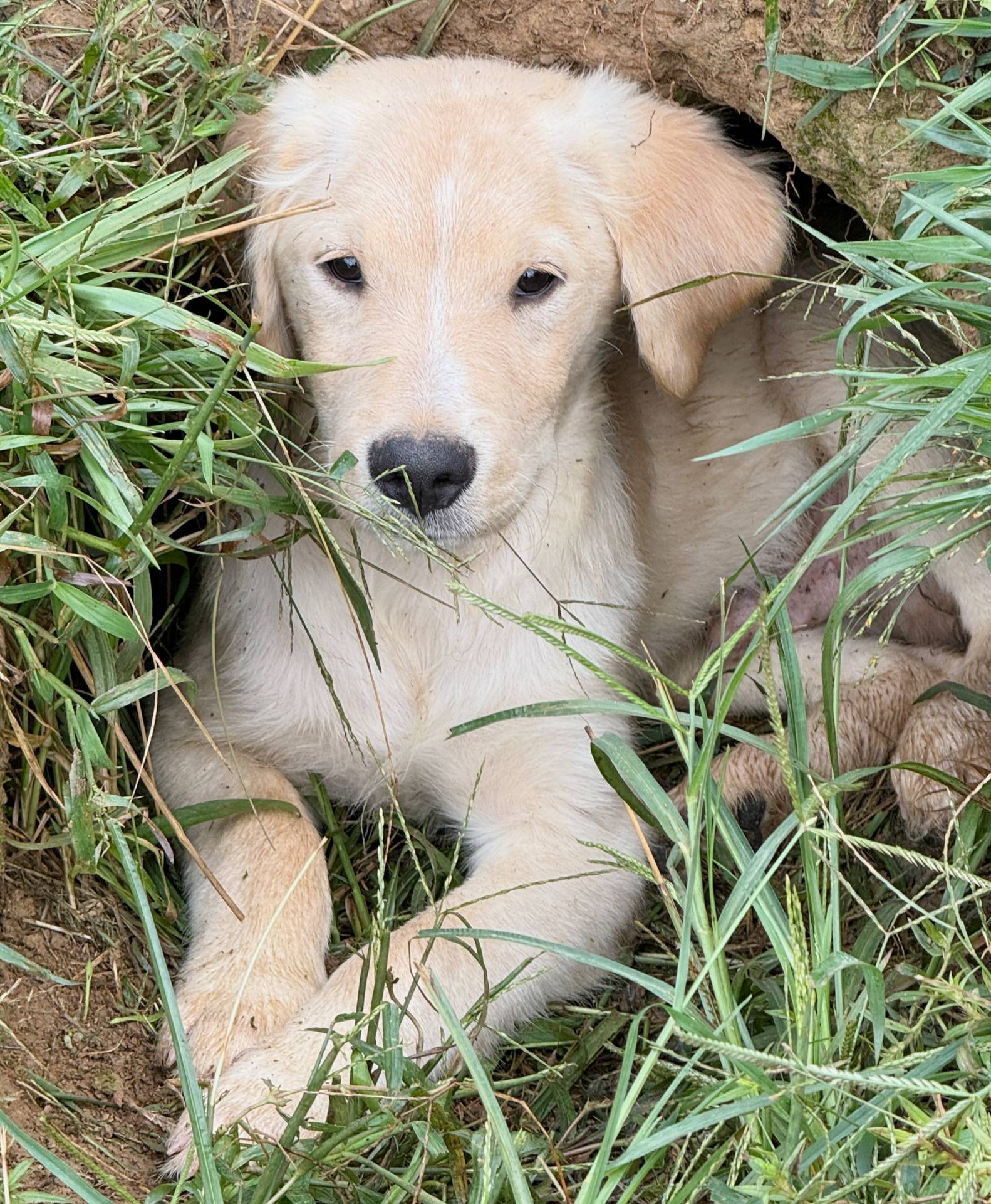 Male #3 Wig/Quig, a male Australian Shepherd and Golden Retriever for sale in McDonald, TN – Photo 3 of 5