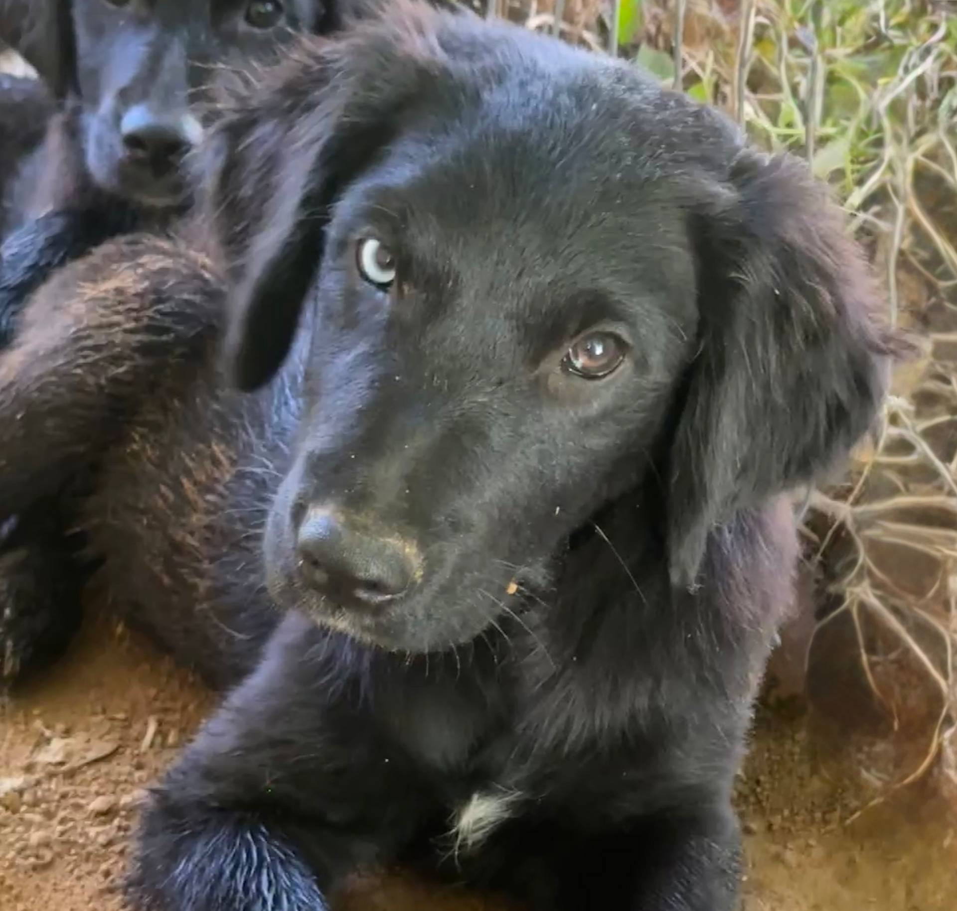 Male #2 Wig/Quig, a male Australian Shepherd and Golden Retriever for sale in McDonald, TN – Photo 3 of 5