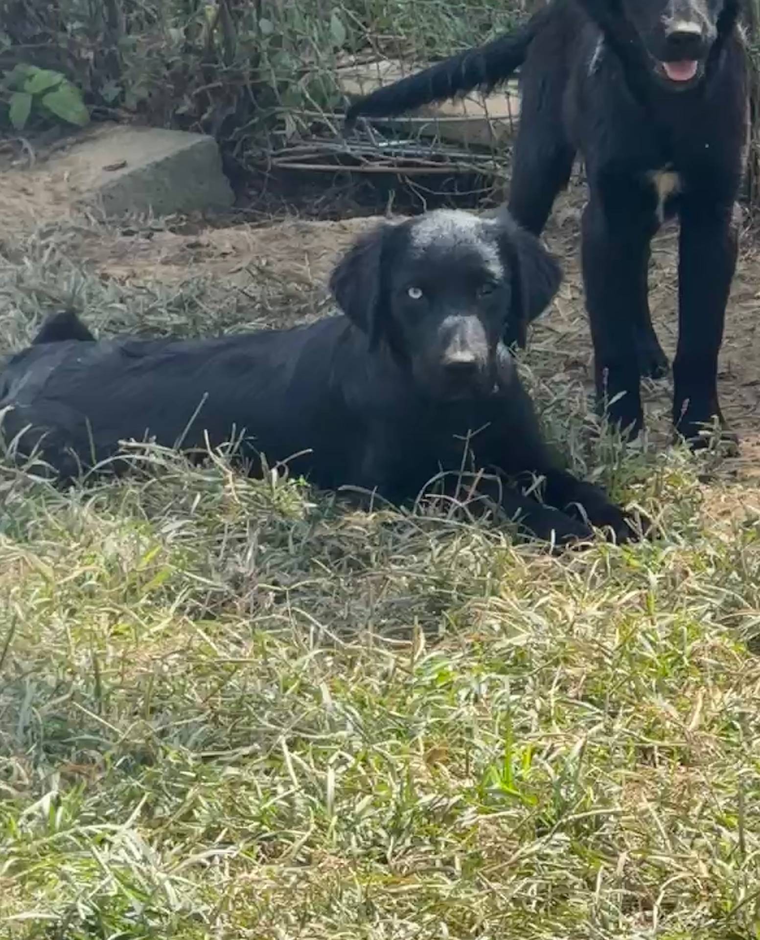 Male #2 Wig/Quig, a male Australian Shepherd and Golden Retriever for sale in McDonald, TN – Photo 2 of 5