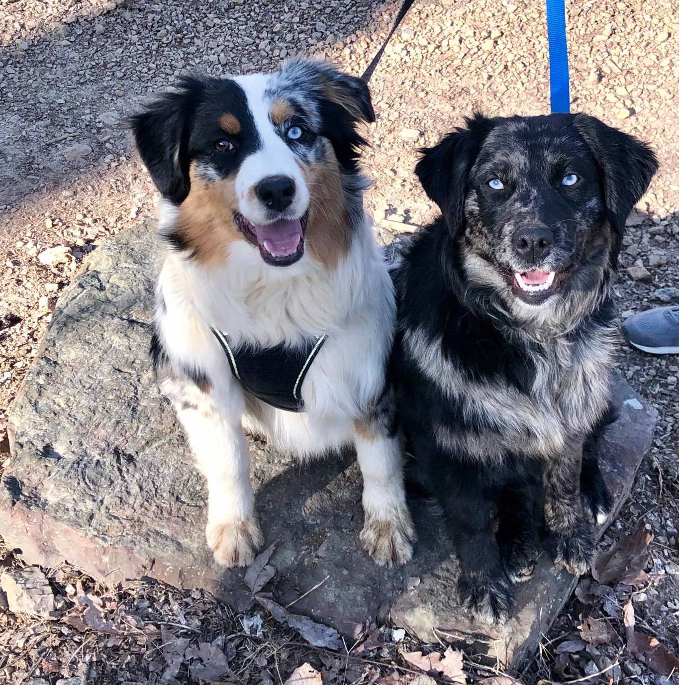 Sky male #3, a male Australian Shepherd and Golden Retriever for sale in McDonald, TN – Photo 6 of 8