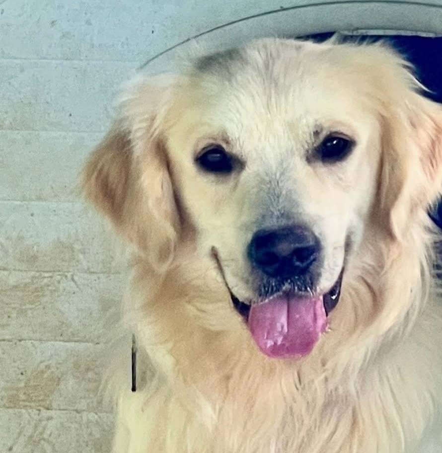 Blue eyes Male #1 W/Q, a male Australian Shepherd and Golden Retriever for sale in McDonald, TN – Photo 6 of 7